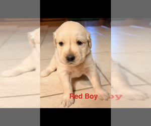 Golden Retriever Puppy for sale in MOREHEAD, KY, USA