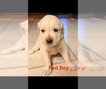 Small Golden Retriever