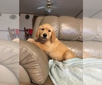 Small Photo #2 Golden Retriever Puppy For Sale in PARIS, TX, USA