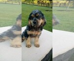 Puppy Tabby Cocker Spaniel