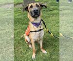 Small #3 German Shepherd Dog Mix