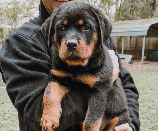 Medium Photo #1 Rottweiler Puppy For Sale in JACKSONVILLE, FL, USA