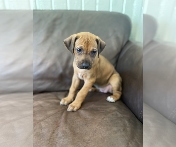 Medium Photo #13 Rhodesian Ridgeback Puppy For Sale in KELLER, TX, USA