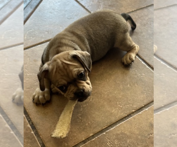 Medium Photo #42 American Bullnese-French Bulldog Mix Puppy For Sale in DISCOVERY BAY, CA, USA