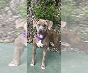 Mutt Dogs for adoption in Elmsford, NY, USA