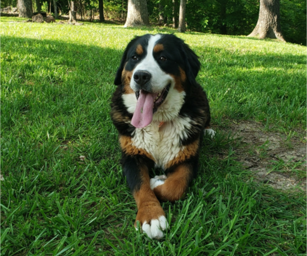 Medium Photo #1 Bernese Mountain Dog Puppy For Sale in NORWOOD, MO, USA
