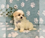 Small #2 Mal-Shi