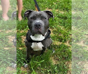 American Pit Bull Terrier Dogs for adoption in Alexandria, VA, USA
