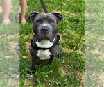 Small American Pit Bull Terrier