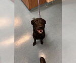 Small Labrador Retriever Mix