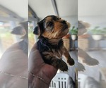 Small Photo #15 Yorkshire Terrier Puppy For Sale in LINCOLN CITY, OR, USA
