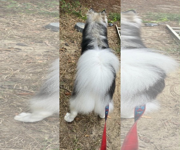 Medium Photo #2 - Mix Puppy For Sale in Newfoundland, PA, USA