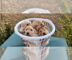 Golden Retriever Puppy for Sale in OLIVER SPRINGS, Tennessee USA