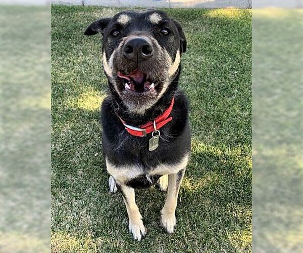 Medium Photo #4 Rottweiler-Unknown Mix Puppy For Sale in Fallbrook, CA, USA