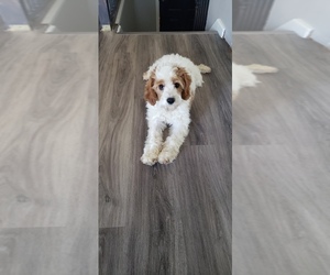 Medium Cavapoo