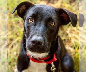 Fenrir - Male Labrador Retriever-Unknown Mix Dog for Adoption - Photo #4