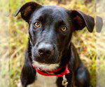 Small Photo #4 Labrador Retriever-Unknown Mix Puppy For Sale in Canton, CT, USA