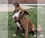 Small #1 American Staffordshire Terrier-Labrador Retriever Mix