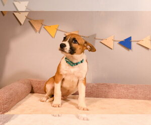 Mountain Cur-Unknown Mix Dogs for adoption in Brooklyn Center, MN, USA
