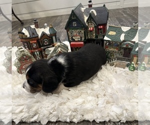 Beagle Puppy for sale in NACOGDOCHES, TX, USA