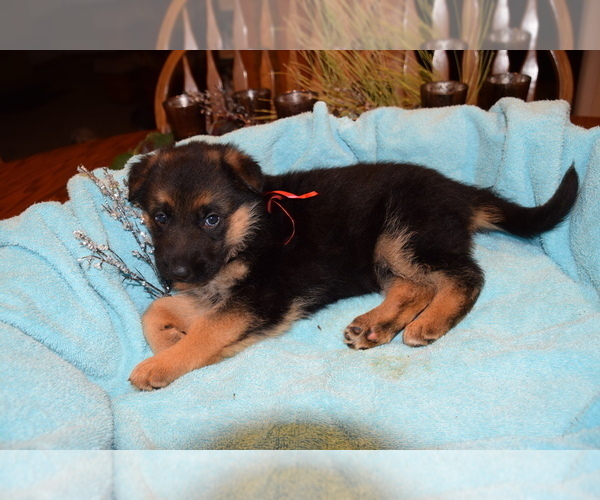 Medium Photo #18 German Shepherd Dog Puppy For Sale in FOREST GROVE, OR, USA