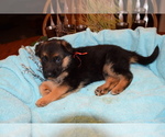 Small Photo #18 German Shepherd Dog Puppy For Sale in FOREST GROVE, OR, USA