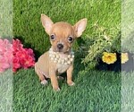 Small #1 Chihuahua