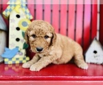 Small Photo #4 Double Doodle Puppy For Sale in ANDERSON, IN, USA