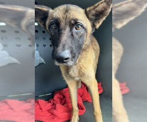 Mutt Dogs for adoption in Downey, CA, USA