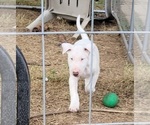 Small Photo #6 Bull Terrier Puppy For Sale in LONG BEACH, CA, USA