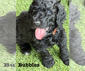 Medium Goldendoodle