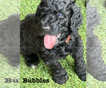 Puppy 3 Goldendoodle