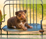 Small Photo #25 Miniature Australian Shepherd Puppy For Sale in GRANBURY, TX, USA