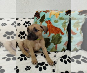 Mutt Dogs for adoption in York, SC, USA