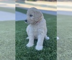 Small Photo #57 Goldendoodle Puppy For Sale in PHOENIX, AZ, USA