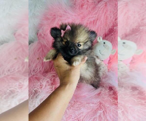 Medium Photo #8 Pomeranian Puppy For Sale in BOSTON, MA, USA