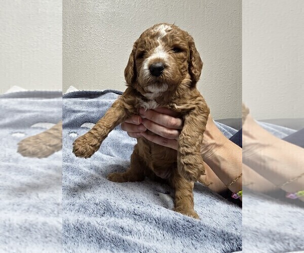 Medium Photo #39 Goldendoodle Puppy For Sale in COLLINSVILLE, IL, USA