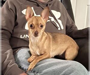 Chihuahua Dogs for adoption in Rootstown, OH, USA