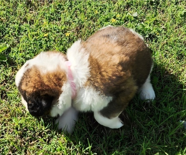 Medium Photo #2 Saint Bernard Puppy For Sale in TURLOCK, CA, USA