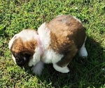 Small #1 Saint Bernard