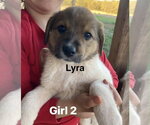 Small Great Pyrenees Mix