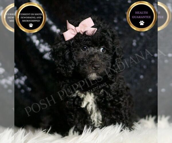Medium Photo #39 Poodle (Miniature) Puppy For Sale in WARSAW, IN, USA