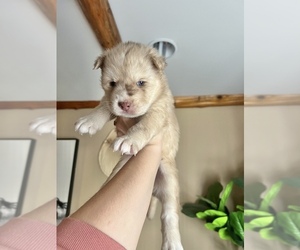Australian Shepherd-Huskies  Mix Puppy for sale in CLARKSVILLE, MI, USA