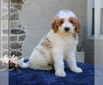 Small #2 Goldendoodle
