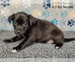 Small #3 Mutt