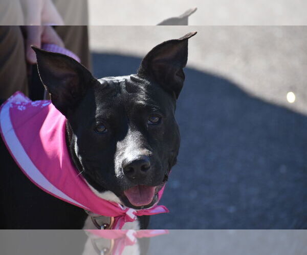 Medium Photo #3 Mutt Puppy For Sale in Vail, AZ, USA