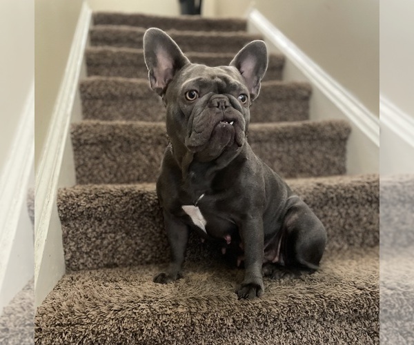 Medium Photo #1 French Bulldog Puppy For Sale in RALEIGH, NC, USA