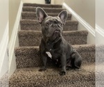 Small Photo #1 French Bulldog Puppy For Sale in RALEIGH, NC, USA
