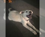 Small #5 Great Pyrenees