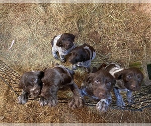 Bohemian Wire-haired Pointing Griffon Puppy for sale in MULINO, OR, USA